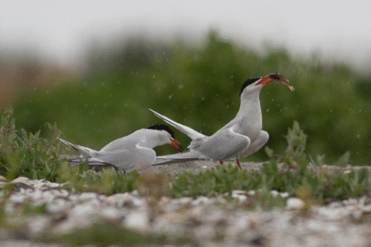 visdief, excursie Marker Wadden Fogol