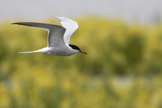 visdief, excursie Fogol Marker Wadden