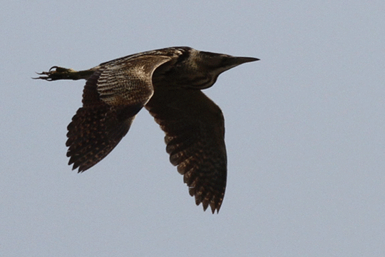 Roerdomp, excursie Marker Wadden Fogol