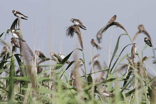 oeverzwaluwen, excursie Marker Wadden Fogol