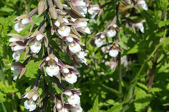 moeraswespenorchis, excursie Marker Wadden Fogol