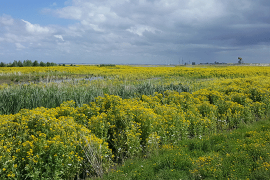 moerasandijvie, excursie Fogol Marker Wadden