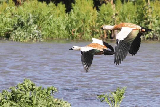 casarca's, excursie Marker Wadden Fogol