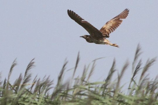 roerdomp, excursie Fogol Marker Wadden