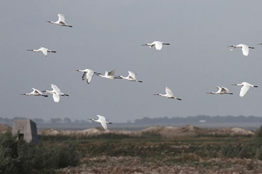 lepelaars, excursie Marker Wadden Fogol