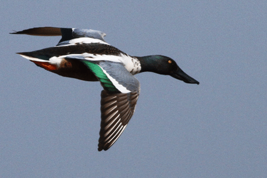 slobeend, excursie Marker Wadden Fogol