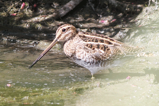 watersnip, excursie Marker Wadden Fogol