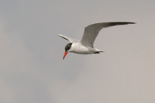 reuzenstern, excursie Marker Wadden Fogol