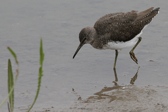 witgat, excursie Fogol Marker Wadden