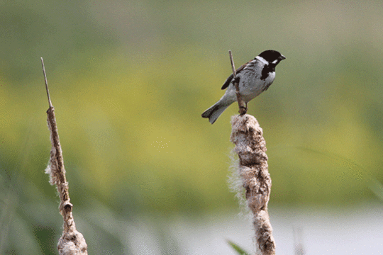 rietgors, excursie Marker Wadden Fogol