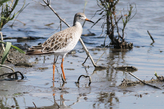 kemphaan, excursie Marker Wadden Fogol