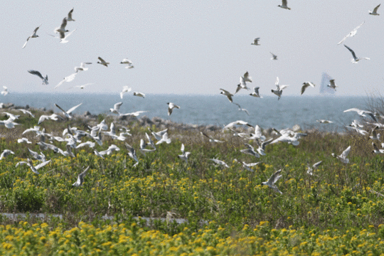 kokmeeuw, excursie Fogol Marker Wadden