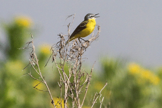 Gele kwikstaart, excursie Marker Wadden Fogol