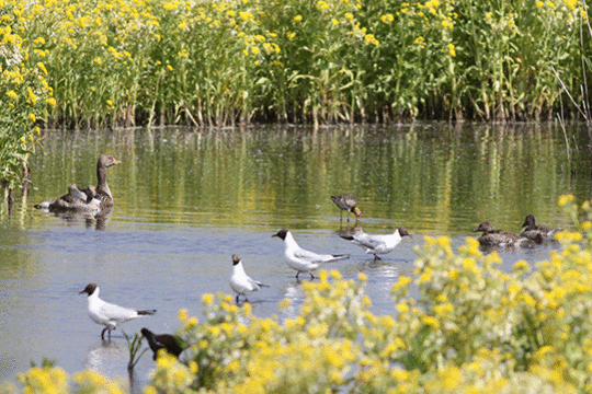 excursie Marker Wadden Fogol