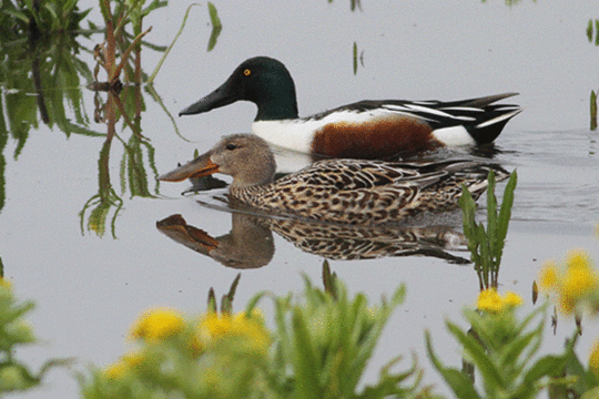 slobeend, excursie Marker Wadden Fogol