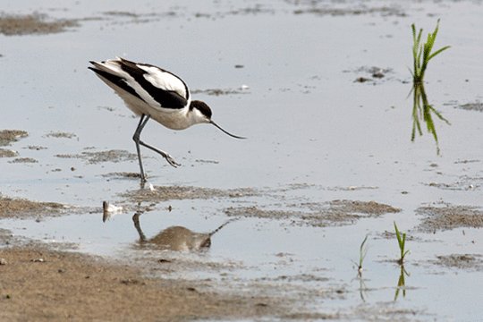 kluut, excursie Fogol Marker Wadden