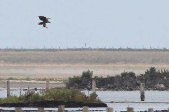 zeearend, excursie Marker Wadden Fogol