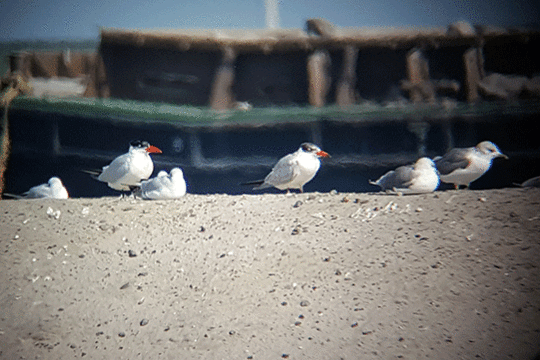 Reizensterns op de Marker Wadden