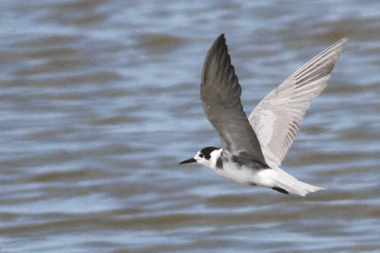 Zwarte stern, excursie Marker Wadden