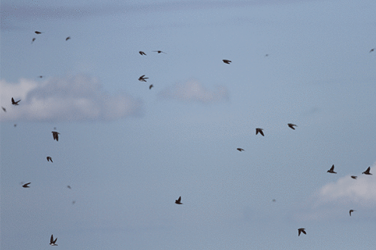 Oeverzwaluw, excursie marker wadden