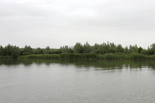 Rietlandschap Ketelmeer