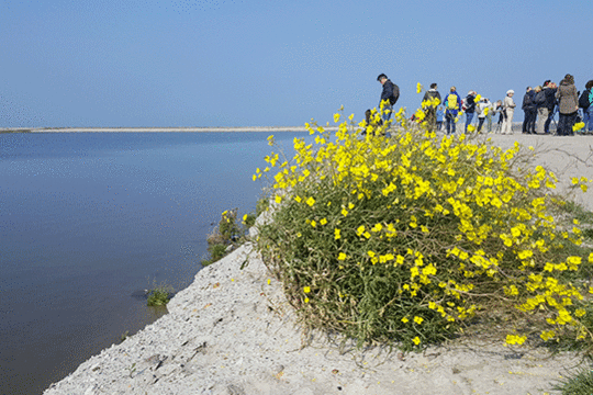 Pioniersplanten op Marker Wadden excursie