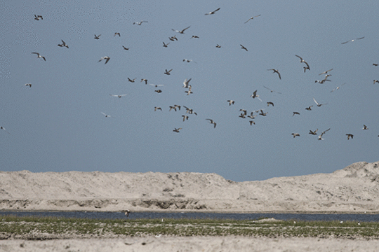 Zwarte sterns, excursie Marker Wadden