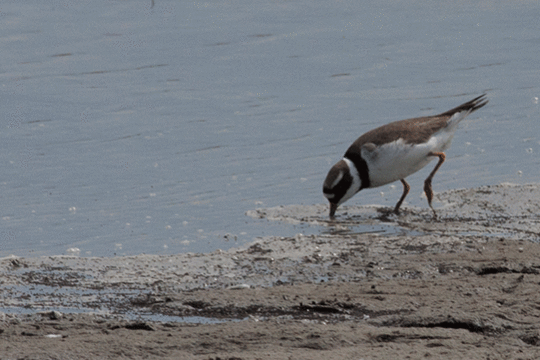 Bontbekplevier, excursie Marker Wadden, Fogol