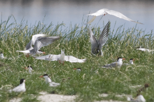 Visdieven kolonie excursie Marker Wadden Fogol