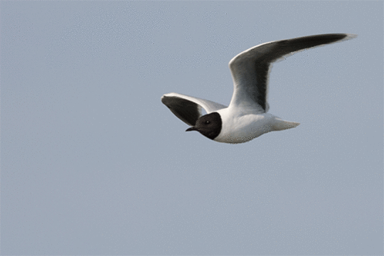 Dwergmeeuw excursie Marker Wadden Fogol