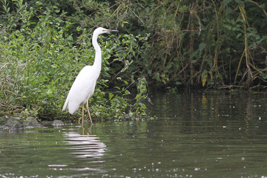 Grote zilverreiger