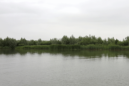 Broedgebied grote karekiet