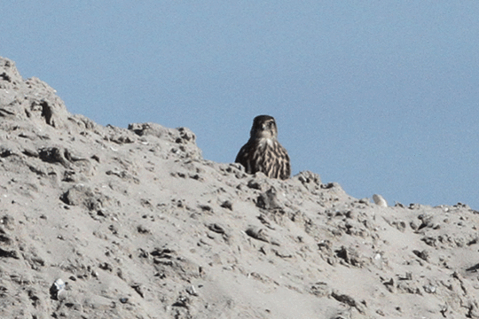 Smelleken excursie Marker Wadden Fogol