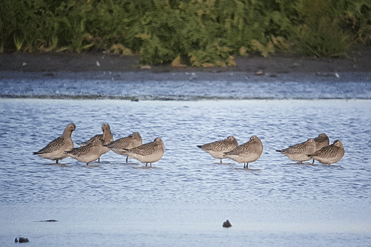 Rosse grutto excursie Marker Wadden Fogol