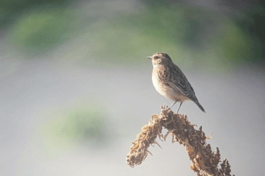 Paapje excursie Marker Wadden Fogol