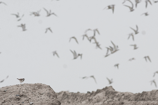 Kleine plevier en visdieven, excursie Marker Wadden Fogol