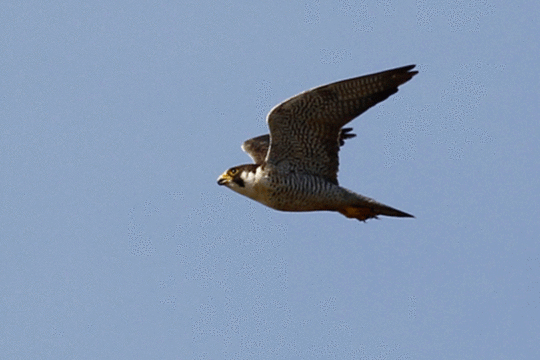 slechtvalk, excursie Marker Wadden, Foto Harvey van Diek