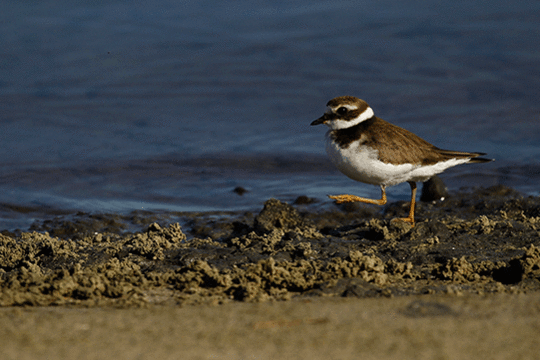 Bontbekplevier, excursie Marker Wadden, Foto Harvey van Diek