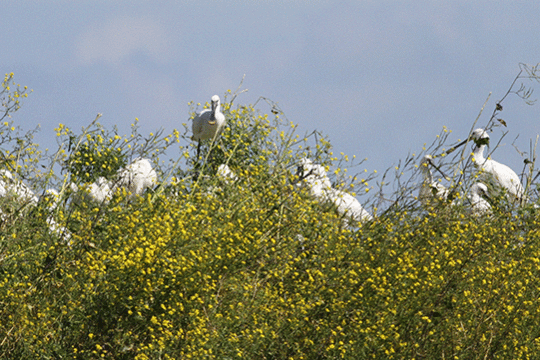 Lepelaars Excursie Waddenzee Fogol