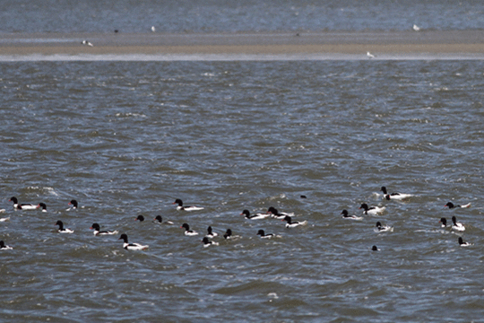 groep bergeenden, excursie Waddenzee, Fogol