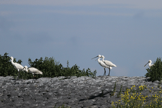 Lepelaars kolonie, excursie Waddenzee, Fogol