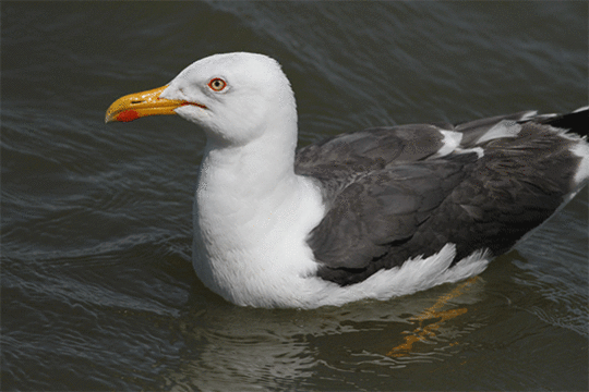 Kleine mantelmeeuw, excursie Waddenzee, Fogol