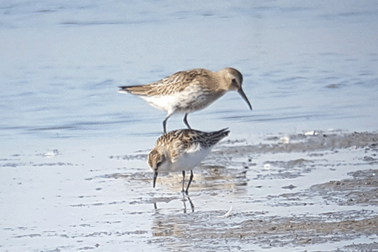 Bonte strandloper en kleine strabdloper, excursie Marker Wadden, Fogol