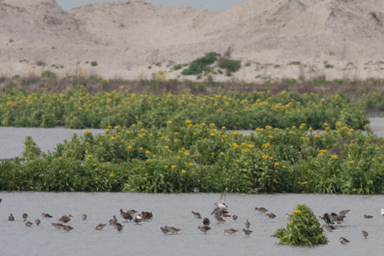 Kemphanen, excursie Marker Wadden Fogol