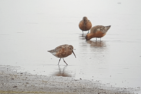 Krombekstrandloper Marker Wadden