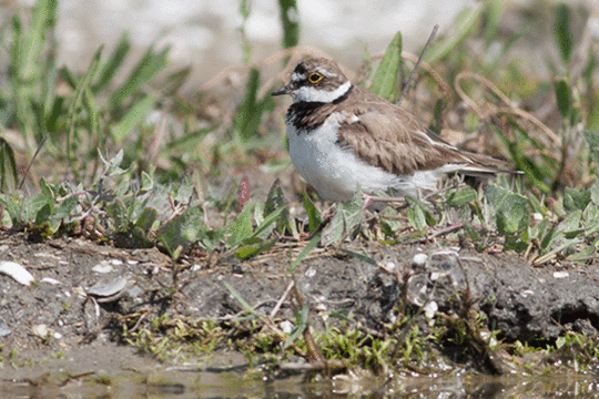 Kleine plevier, excursie Marker Wadden Fogol