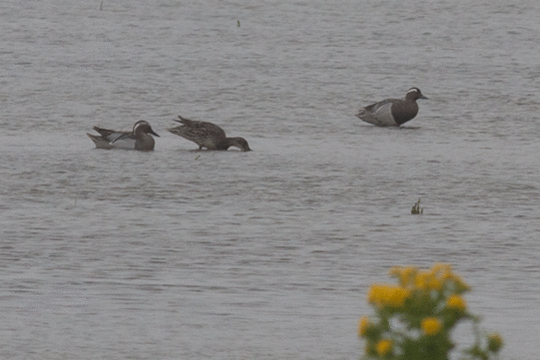 Zomertaling, excursie Marker Wadden Fogol