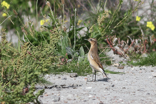 Tapuit, excursie Marker Wadden Fogol