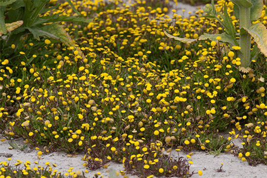 Goudknopje, excursie Marker Wadden Fogol