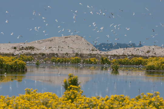 Kolonie in de moerasandijvie, excursie Marker Wadden Fogol